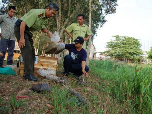Thả các động vật hoang dã bị săn bắt trái phép về Vườn Quốc gia U Minh Thượng (Ảnh: Đình Huệ/TTXVN)