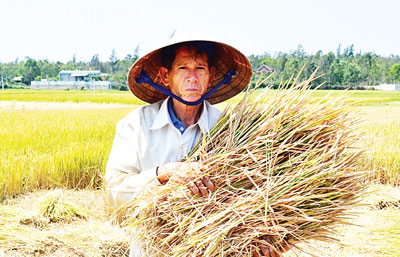 Lúa không làm đòng do hạn, người dân xã Bình Phú, Bình Sơn (Quảng Ngãi) cắt bỏ cho bò ăn (Ảnh: Sài Gòn Giải Phóng)