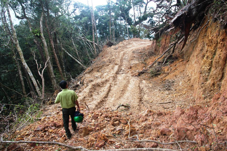 Tuyến đường được lâm tặc san ủi vào khai thác gỗ trái phép tại tiểu khu 95 (Ảnh: Dân Việt)