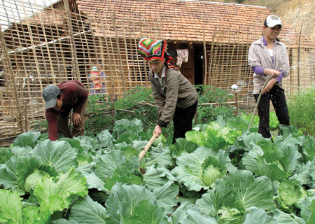 Người dân bản tái định cư Phiên Cại, xã Chiềng Lao, huyện Mường La lao động sản xuất, xây dựng cuộc sống mới (Ảnh: Đại đoàn kết)