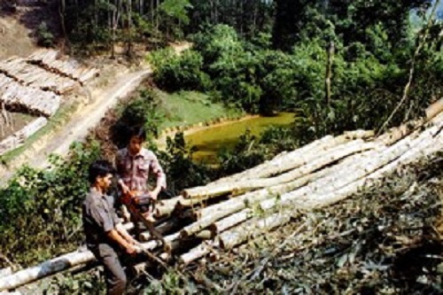 Khai thác gỗ keo (Ảnh: Trần Tuấn/TTXVN)
