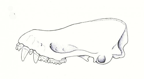 Sọ của loài Myotis indochinensis (Ảnh: Nguyễn Trường Sơn/Viện Sinh thái Tài nguyên Sinh vật)