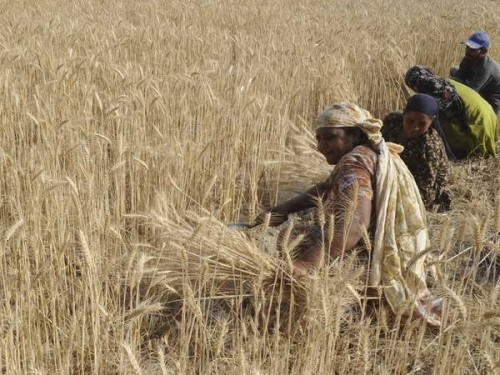 Nông dân Ấn Độ thu hoạch lúa mì tại Amritsar (Ảnh: AFP/TTXVN)