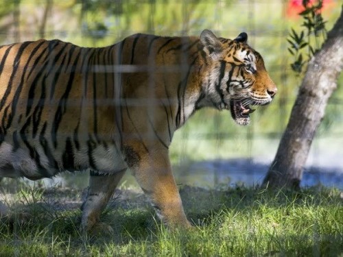 Hổ được nhốt trong lồng ở vườn thú (Ảnh: AP)
