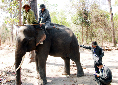Cán bộ Trung tâm Bảo tồn voi kiểm tra và chăm sóc sức khỏe của voi nhà