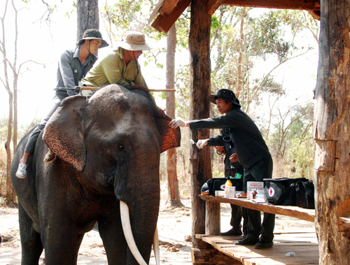Cán bộ Trung tâm Bảo tồn voi duy trì chế độ khám sức khỏe, chữa bệnh cho voi định kỳ 2 lần/năm, qua đó phát hiện và chữa trị kịp thời cho nhiều cá thể voi bị bệnh.