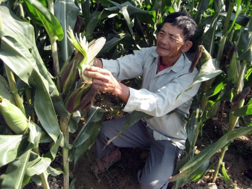 Nông dân Quảng Ngãi chuyển đổi sang trồng ngô cho hiệu quả kinh tế ổn định (Ảnh: Nông nghiệp Việt Nam)