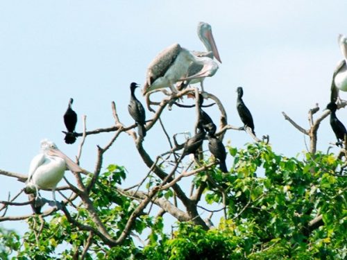 Vườn chim Bạc Liêu là nơi sinh sống của nhiều loài chim quý hiếm như bồ nông chân xám (Ảnh: Huỳnh Sử/TTXVN)