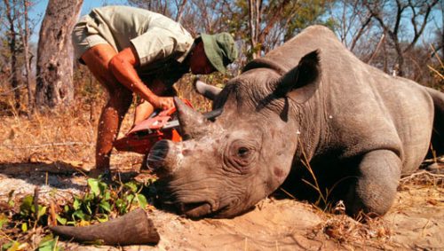 Số tê giác bị săn bắt trộm tại Nam Phi đã tăng lên con số 233 tính từ tháng 1/2014 (Ảnh: mnn.com)
