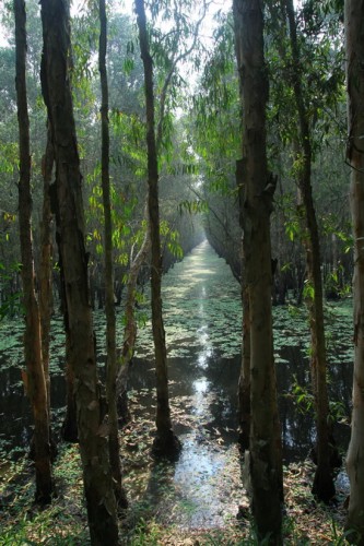 Đi bộ xuyên rừng tràm, có lúc sẽ bắt gặp những khung cảnh thơ mộng. Nhưng thăm rừng Trà Sư đẹp nhất là vào mùa nước nổi từ tháng 8 đến tháng 10 âm lịch hàng năm.