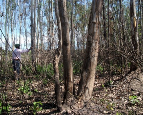 Nhiều cây rừng bị chết khô vì nắng nóng kéo dài (Ảnh: Nông nghiệp Việt Nam)
