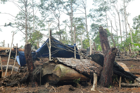Rừng bị phá để làm nương rẫy ở huyện Đăk Glei, Kon Tum (Ảnh: Dân Việt)
