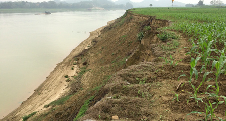Bờ sông Lô bị sạt lở nghiêm trọng (Ảnh: VietNamNet)
