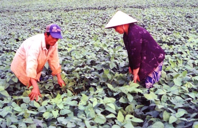 Nông dân Lai Vung (Đồng Tháp) trồng đậu nành (Ảnh: Huỳnh Lợi/Sài Gòn Giải Phóng)
