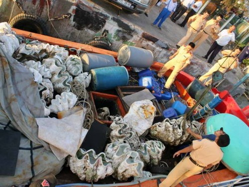 Tàu cá QNg95841TS chở vỏ sò (Ảnh: Ly Kha/VietNamPlus)