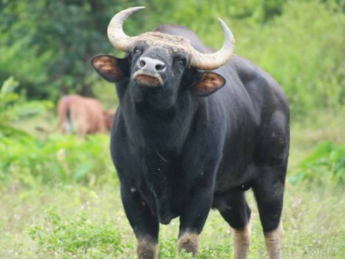 Một cá thể bò tót của Việt Nam (Ảnh: Công Thử/TTXVN)