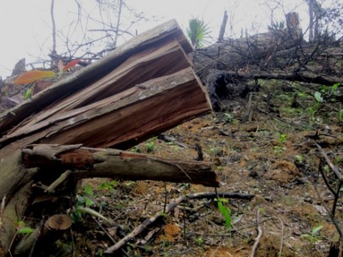 Cây rừng bị khai thác trái phép (Ảnh: Đức Duy/nld.com.vn)
