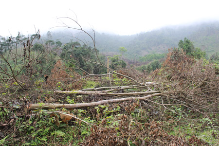 Hàng trăm ha rừng ở Hương Khê, Hà Tĩnh đang bị người dân bao chiếm (Ảnh: Dân Việt)