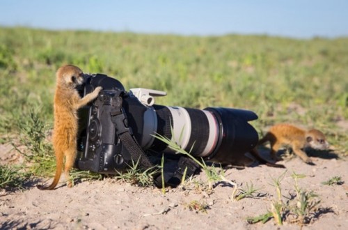Meerkat nghịch với chiếc máy ảnh