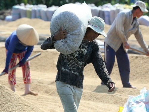Thu mua lúa tươi của nông dân về phơi tại Hậu Giang (Ảnh: Duy Khương/TTXVN)