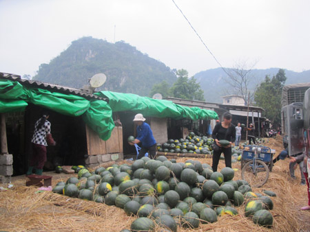 Cần sớm tổ chức lại thị trường hiệu quả để nông dân không còn cảnh được mùa – mất giá (Ảnh: Thanh Xuân/Nông nghiệp Việt Nam)