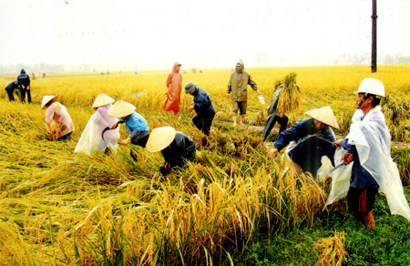Được mùa nhưng lợi nhuận người trồng lúa thu được vẫn thấp (Ảnh: Đại Đoàn Kết)