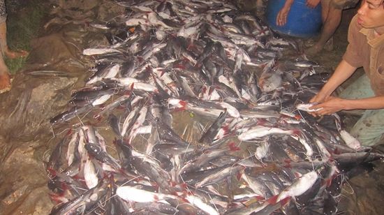 Cá lăng chết sạch ở Lục Đầu Giang