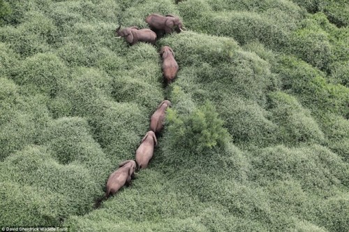 Một đàn voi đi qua rừng ở khu bảo tồn Tsavo