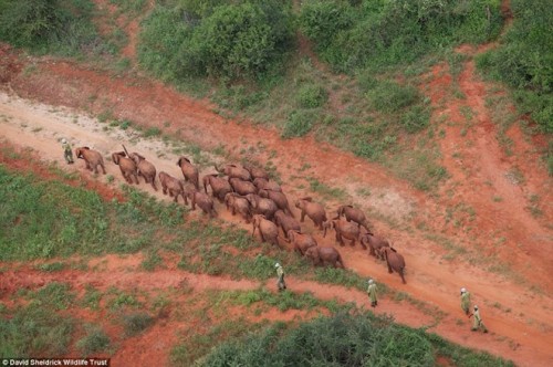 Các nhân viên của trung tâm David Sheldrick Wildlife Trust bảo vệ đàn voi