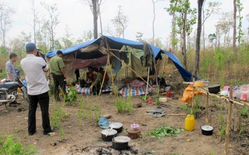 Lán trại của nhóm người khai thác cây le, sát bên Trạm quản lý bảo vệ rừng số 3 (Ảnh: An ninh Thủ đô)