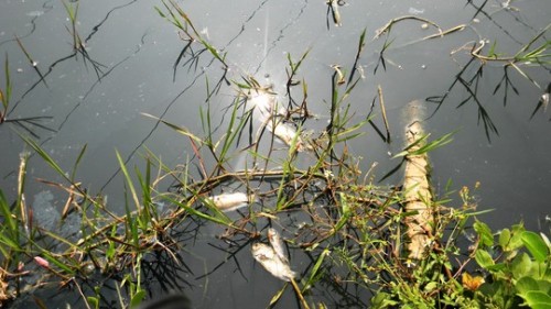 Cá lớn cá bé đều không chịu nổi sự ô nhiễm của dòng nước thải (Ảnh: Sơn Phong/nld.com.vn)