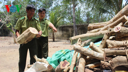 Lực lượng chức năng thu hồi số gỗ trắc dây (Ảnh: VOV Online)
