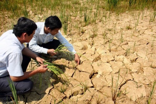 Nhiều diện tích lúa vụ đông xuân 2013 - 2014 ở xã Hòa Nhơn, huyện Hòa Vang (Đà Nẵng) bị mất trắng hoặc giảm năng suất do khô hạn (Ảnh: Đình Huệ/TTXVN)