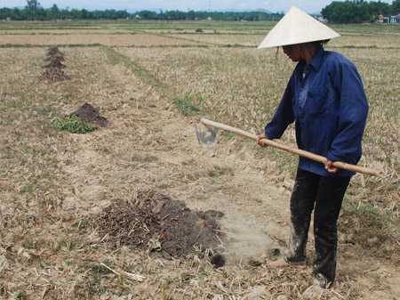 Người dân Quảng Nam và Đà Nẵng đang đối mặt với một vụ hè thu khô hạn (Ảnh: ThienNhien.Net)