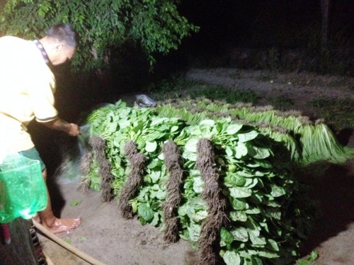 Rau “tắm” cả chục loại phân, thuốc (Ảnh: Nông nghiệp Việt Nam)