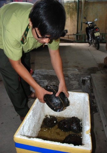 Cá thể rùa núi vàng được Chi cục kiểm lâm Quảng Ngãi tiếp nhận (Ảnh: T.Trực/nld.com.vn)