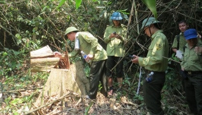Các ngành chức năng tỉnh Hà Tĩnh kiểm tra, đánh dấu số gỗ bị lâm tặc triệt hạ tại Khu BTTN Kẻ Gỗ (Ảnh: Nhân dân)