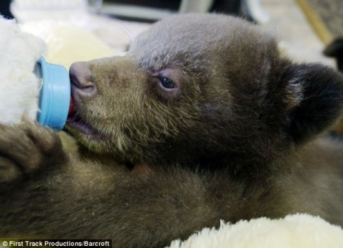 Tahoe được các nhân viên Hiệp hội bảo vệ gấu ở California chăm sóc trước khi trả về tự nhiên.