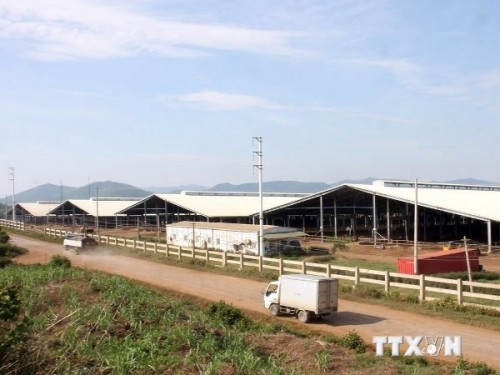Một khu trang trại nuôi bò sữa của Công ty cổ phần sữa TH True Milk (Ảnh: Đình Huệ/TTXVN)