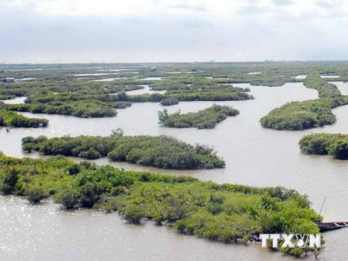 Vườn Quốc gia Xuân Thủy - rừng ngập mặn Ramsar thứ 50 của thế giới (Ảnh: TTXVN)