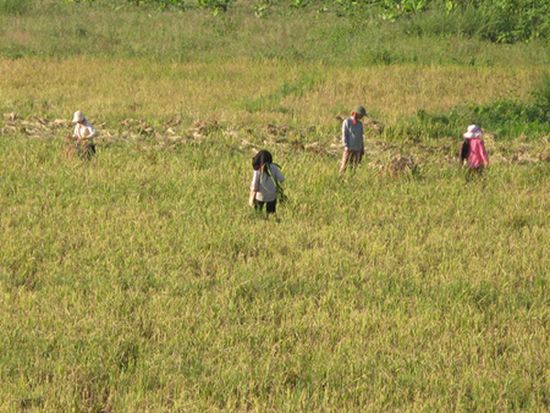 Đồng bào Hà Nhì, bản Tả Ló San đang hy vọng có được những cánh đồng lúa như ở những bản khác trong huyện Mường Nhé.