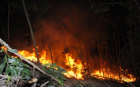 Ngọn lửa bùng phát và lan nhanh thiêu rụi chục ha rừng keo của người dân