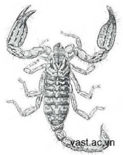 Hình loài bọ cạp “Chaerilus pathom Lourenco & Phạm” (Ảnh: Viện Hàn lâm KHCN Việt Nam)