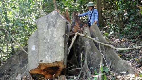 Gốc sú đường kính khoảng 1,2m bị “lâm tặc” triệt hạ trong rừng cộng đồng bản Phú Minh (Ảnh: Pháp luật Việt Nam)