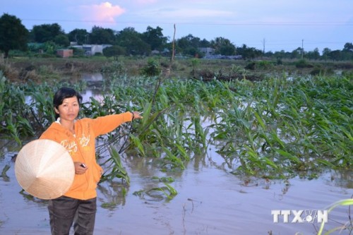 Nước từ kênh bị vỡ làm ngập diện tích canh tác của người dân (Ảnh: Anh Dũng/TTXVN)