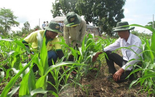 Cán bộ kỹ thuật đang hướng dẫn nông dân ở huyện Giang Thành (Kiên Giang) cách chăm sóc ngô (Ảnh: Dân Việt)