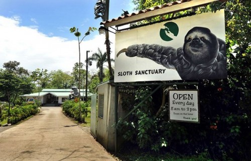 Khu bảo tồn lười (Ảnh: Caters News)
