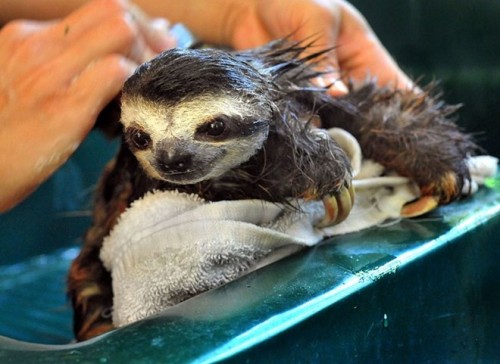 Một chú lười con đáng yêu (Ảnh: Caters News)