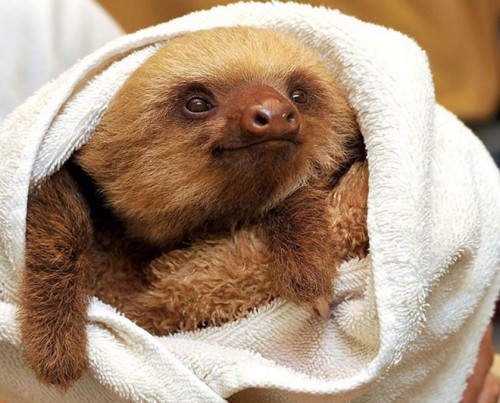 Một chú lười con đáng yêu khác (Ảnh: Caters News)