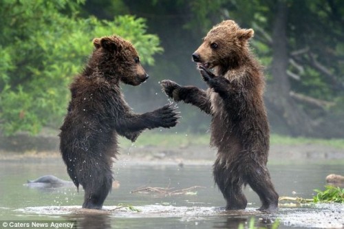 Hai chú gấu như đang nhảy cùng nhau (Ảnh: Carters New Agency)